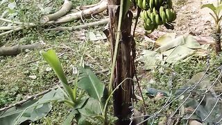 গাছগুলো কাটছে কেন