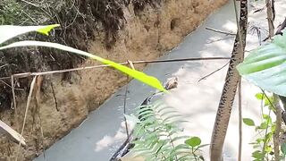 Giant Snake Caught in Javanese Village! | Catching Wild Snake in Indonesia