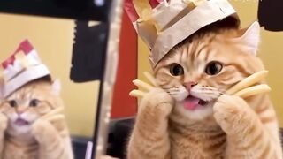 Happy cat 4