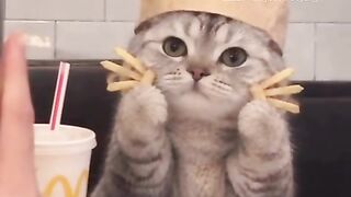 Silly cat 2