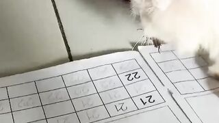 Cat and Cockroach