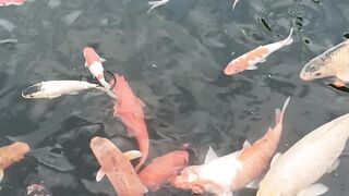 koi pond 2