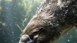 How the Platypus Hunts Completely Blind