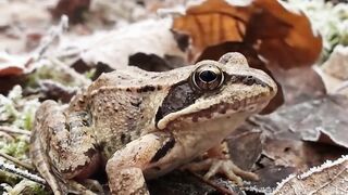The Frog That Survives Being Frozen