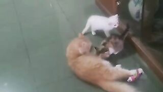 Funny cat 385