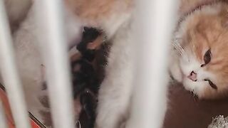 Baby cat 19