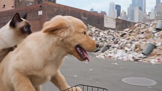 Cat and dog riding a bike