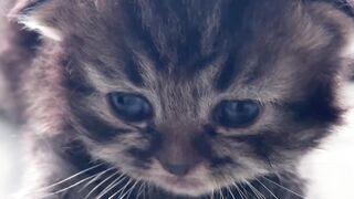 Kitten in front of a car