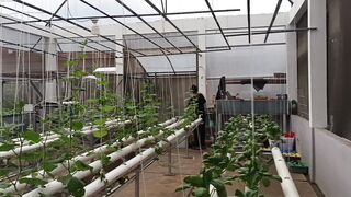 hydroponic
