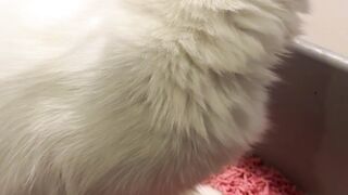 Mother of cat
