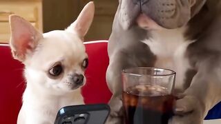 funny dogs video 2