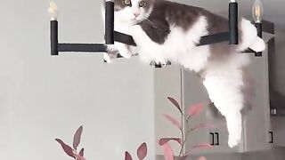 Cat is Enjoying 😻