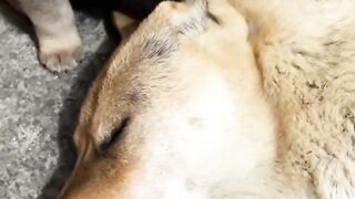 Tiny Puppy Won’t Let Mom Sleep! 😂🐶❤️ | Too Cute to Handle