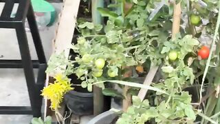 Gardening - picking tomatoes