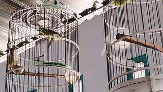 Kecial Bird