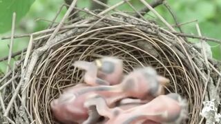 Bird Egg Hatching Time Lapse 🐣 | The Miracle of New Life