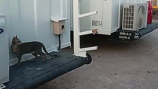 Catvolg