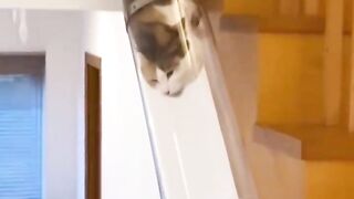 POV: Your cat forgot how to be a normal cat when going down the stairs Which is your favorite style? 1, 2, or the one sliding in the basket?