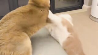 CuteCats 2