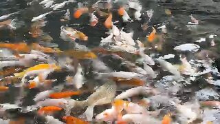Beautyfull Koi fish
