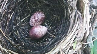 A Hidden Bird’s Nest with Two Beautiful Speckled Eggs”