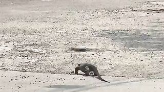 Monitor Lizard Walking in a Residential House Yard