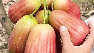 Fresh Rose Apples — Tropical Jewel from Indonesia 🇮🇩❤️