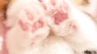 "Oh, help! There's an adorable creature showing off its pink paws while licking its hands like this. Who wouldn't melt when they see it?🐾💫🤍