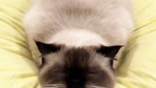 Angry Cat Hissing