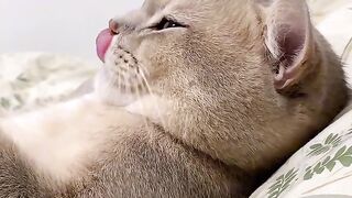 Cat Staring at Window