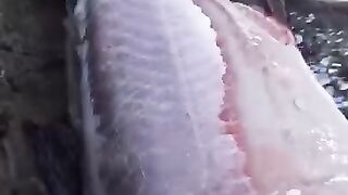 Fish Bak making use Clothes