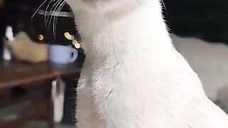 Cat Drinking Water