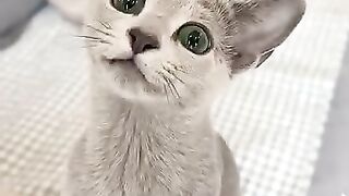 Kitten Playing with Tail