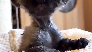 Cat Sleeping on Keyboard