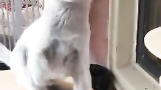 Curious Cat Sniffing