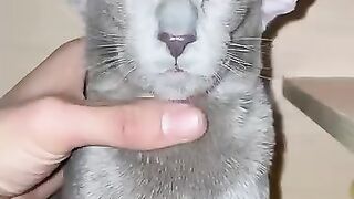 Cat Scratching Post