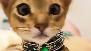 Cat Running Fast