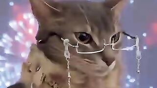 Cat Meeting a Dog