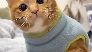 Cat Falling Asleep