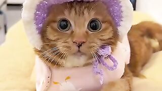 Cat Purring Loudly
