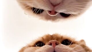 Cat Hiding under Bed