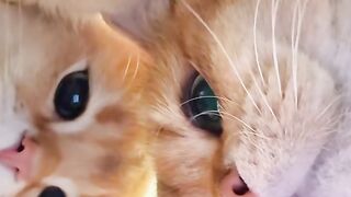 Kitten Learning to Walk