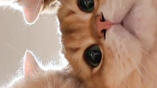 Cat Stretching