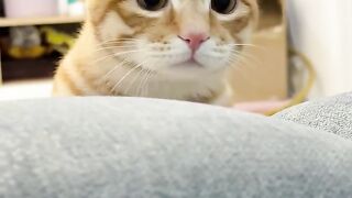 Cat with a Hat
