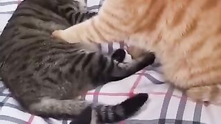 Cat Taking a Bath