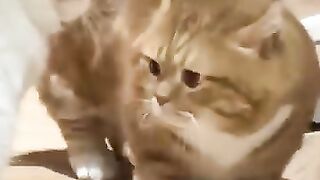 Cat Climbing a Tree