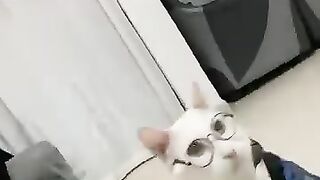 Cat Meowing at Door