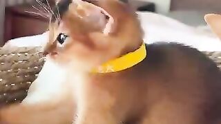 Cat Stealing Food