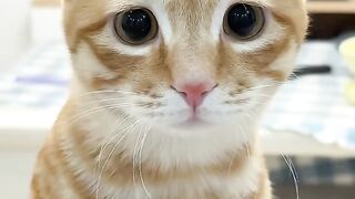 Cat Playing with Dog 3