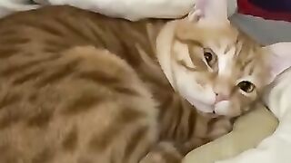 Cat Jumping on Counter